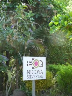 Nicoya Silvestre - 0