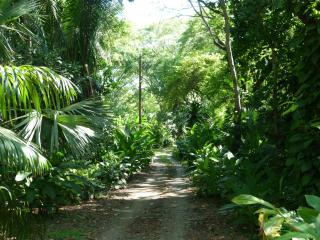 Nicoya Silvestre - 3