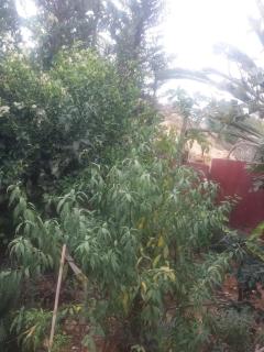 Chez Fatima - Agadir - 2
