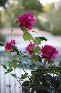 Lodges & Nature - 71 - Avignon - 6