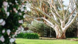 Manna Gum - Shoreham - 6