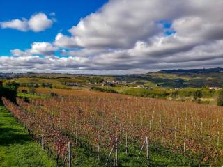 Agriturismo Bianconiglio - Monforte dʼAlba - 3