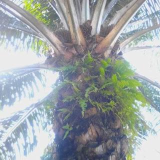 Ouidah Lodge - 4