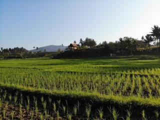 Bali Beach Eco Villas Bali Batu Beach Hut - Balian - 4