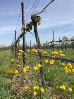 Agriturismo SetteLune - Bibbiano - 8