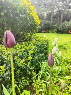 Peaceful Getaway in Forested Park - Bournemouth - 5
