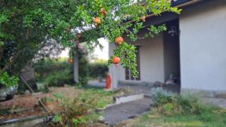 Apartament Cedro del Libano - Marano - 5