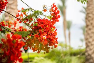 Four Seasons Resort Sharm El Sheikh, Private Residential Villa & Chalet - Egypt - Sharm el Sheikh - 1