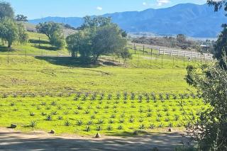 Hilltop Vineyard and Agave Field with View - Santa Ynez - 1