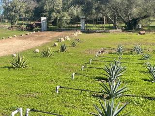 Hilltop Vineyard and Agave Field with View - Santa Ynez - 2