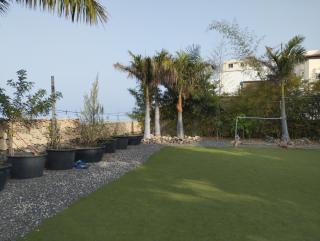 Las palmeras - 9
