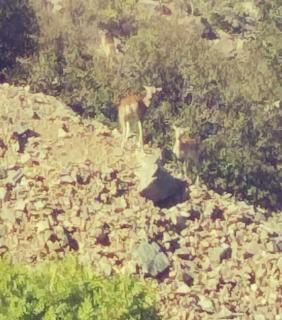 The Mouflon House Pedoulas - 2