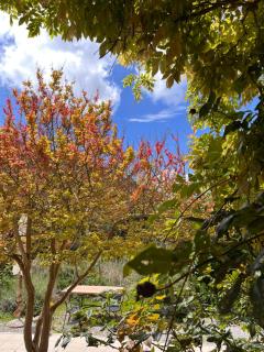 B&B La Fucinaia Pet Friendly Adults only - Campiglia Marittima - 4