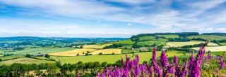 Delightful Devon Cottage - East Budleigh - 7