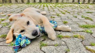 les chambres d'hôtes la Guiberdière - 9