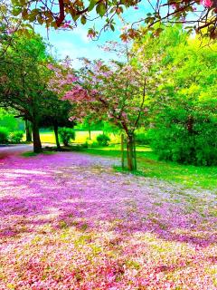 Sidemersey Livings - Botanical Hidden Gems, Magical Gardens - 1