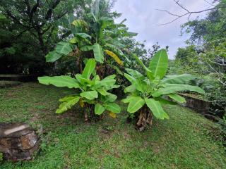 Casa-Miri . Com - Piribebuy - 8