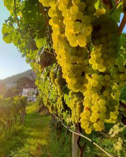 Agritur Cantina Romanese - Levico Terme - 4
