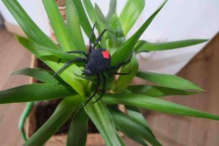 The Jungle Senso - 7