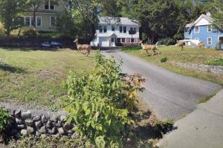 Robin's Nest Charming Whole House Rental - Saranac Lake - 3