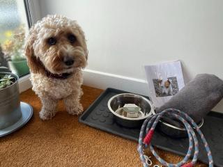 1 Woodlands - Llandysul - 7