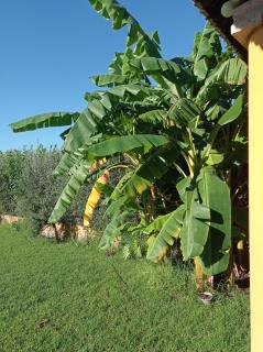 La Buganvilla, descanso entre olivares - 2