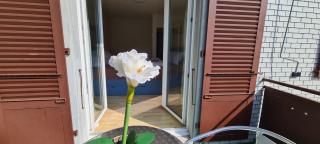 Edel Apartments Dulliken - Dulliken - 1