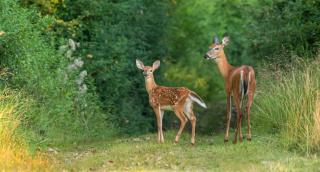 Farm Country House with Pool and Huge Property - 1