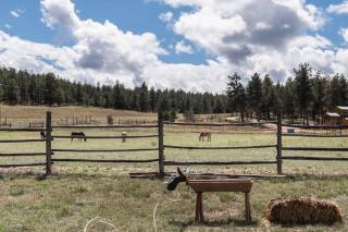 New! Historic 1906 cabin in Colorado Natl Forest - 4