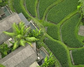 Menzel Ubud - Ubud - 8