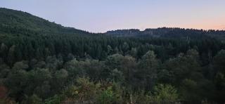 Forest House Doftana - Teşila - 1