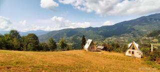 GREEN GUNDAURI - 1