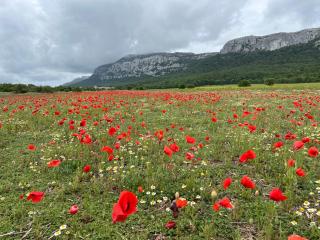 Au pied de la Sainte Baume - 8
