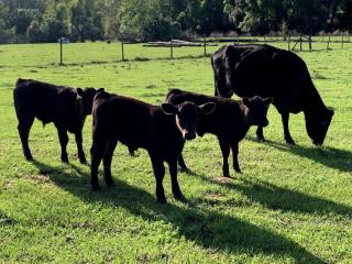 63 Acre Farmstay - A luxury farm experience - 6