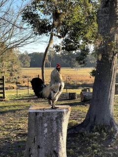 63 Acre Farmstay - A luxury farm experience - 1