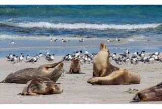 Discovery Parks - Kangaroo Island - Flinders Chase - 5