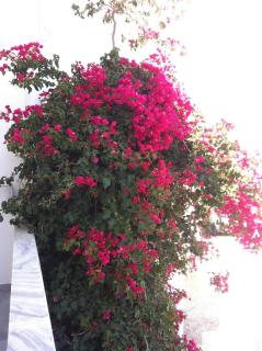 Studios Eleni I - Tinos - 1