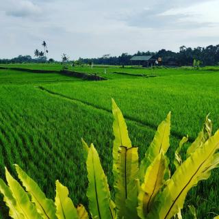 Villa Popolan and Guest House - Ubud - 7