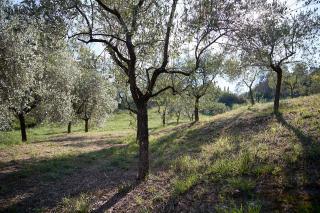 Villa Pacini - just 1,8 km outside Lucca Wall - Pool - Lucca - 2