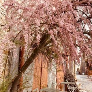 Gîte Brin de Nature au cœur de la nature bugiste - Ambérieu-en-Bugey - 6