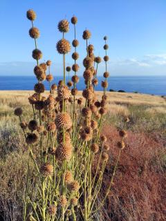 Chambre chez Jo - Saint-Paul - 5