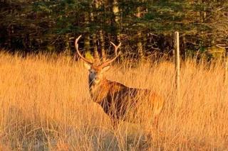 West Highland Snug - Kinlochleven - 9