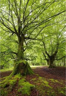 Casa rural La Bárcena Saja - 6