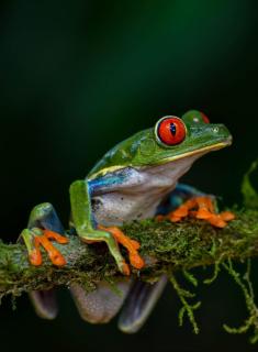 Veragua Rainforest - Puerto Limón - 6