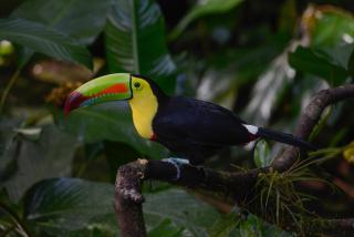 Veragua Rainforest - Puerto Limón - 5