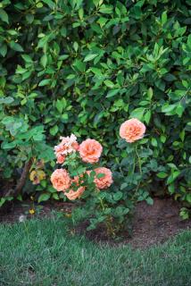 Hollywood Guesthouse - 5