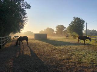 Gite haras d’élevage de chevaux - Le Détroit - 1
