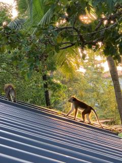 Licuala Luxury Jungle Bungalows - Ahangama - 5