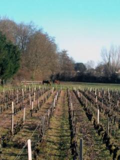 Le studio médocain - 3