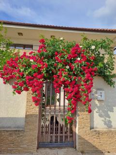 Casa verde 2 - Pantelimon - 8
